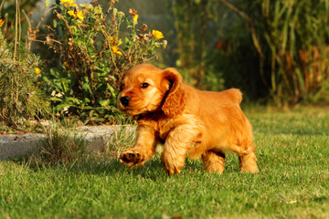 Amazing, newborn and cute red English Cocker Spaniel puppy detail.