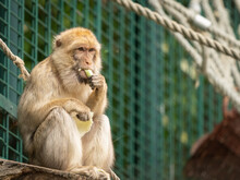 A Barbary Ape Sitting And Eating In A Zoo