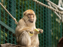 A Barbary Ape Sitting And Eating In A Zoo