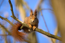 A Red Squirrel Sitting On A Tree In Winter