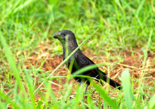 Crotophaga Ani Bird In Grass Field