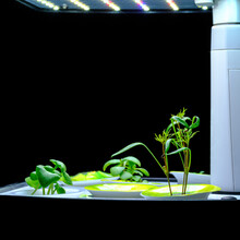 Indoor Herb Garden With Dill, Basil And Mint Against A Black Background With Copy Space Under Bright Grow Lights.
