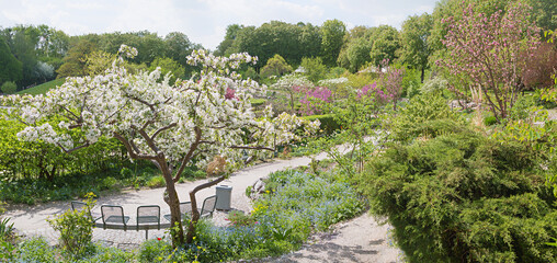 Wall Mural - beautiful spring landscape, city park munich Westpark, with blooming apple tree and seat group