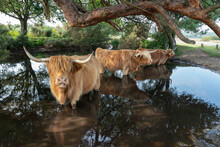 Cattle / Cows Cooling Off / Chilling In A Pond In The New Forest, Dorset, England, UK.