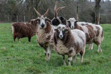 Moutons De Jacob Dans Une Prairie