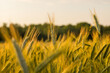 Wheat ears in the French countryside at sunset in Europe, France, Isere, the Alps, in summer.