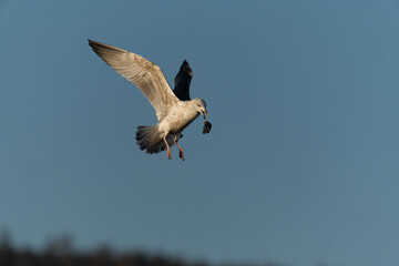 Canvas Print - Herring gull, Larus argentatus