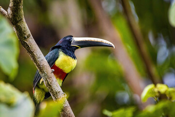 Green aracari toucan close up portrait in rainforest jungle