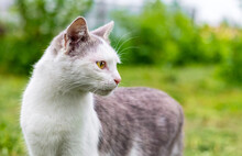 A Cat With White And Gray Fur In The Garden Looks Intently To The Side