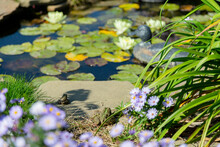 View Of A Dacorated Fake Pond With Frog, Water Lilies And An Artificial Duck