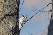 Ladder-backed Woodpecker Dryobates Scalaris  Climbing A Tree Trunk