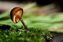 A Forest Brown Mushroom On A Natural Background. High Quality Photo