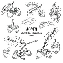 Acorns Set Vector Hand-drawn Ink Illustration Detailed Engraving Of Acorn Oak Realistic Drawing Of Autumn Oak Nut Vintage Retro Fall Acorn For Decor Autumn Mood Black And White Vector Illustration