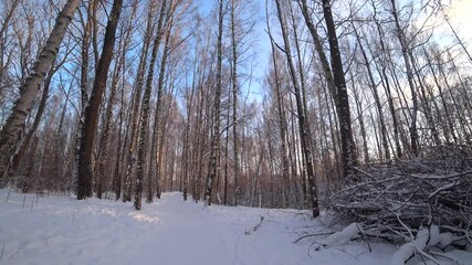 Wall Mural - Trees in the winter park. Birch trees in the winter forest. Sunny, January day. Day. Russia. Winter.