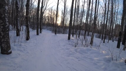Wall Mural - Trees in the winter park. Birch trees in the winter forest. Sunny, January day. Day. Russia. Winter.