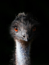 Emu Portrait - Dromaius Novaehollandiae
