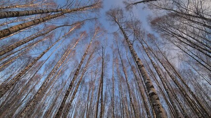 Wall Mural - Trees in the winter park. Birch trees in the winter forest. Sunny, January day. Day. Russia. Winter.