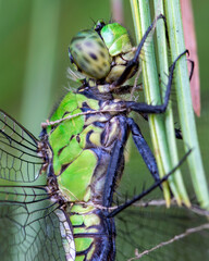 Poster - Dragonfly Head Close-up