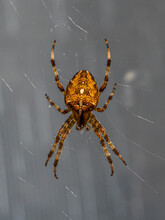 Big Orange And Brown Spider With A Cross On Back