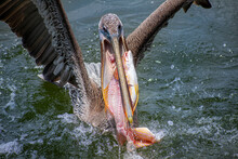 Eating Pelican