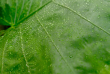 Water Droplets On A Large Leaf Found In The Florida Keys