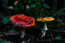 Two Mushrooms Red And Yellow In A Dark Wooden Area With Branches And Grass Around Them
