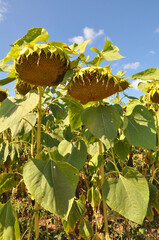Wall Mural - In the field ripens sunflower