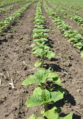 Wall Mural - Young sunflower using herbicides is protected from weeds