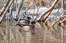 Wood Ducks In River In Fall