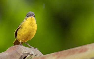 Wall Mural - Yellow bird