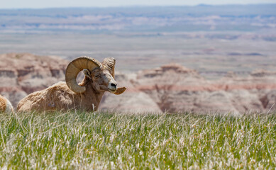 Sticker - Badlands desert bighorn sheep on slopes