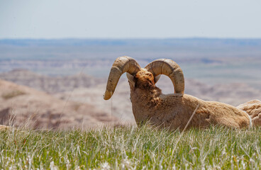 Wall Mural - Badlands desert bighorn sheep on slopes
