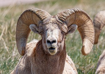 Wall Mural - Badlands desert bighorn sheep on slopes
