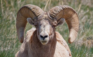 Wall Mural - Badlands desert bighorn sheep on slopes