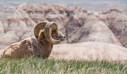 Wall Mural - Badlands desert bighorn sheep on slopes