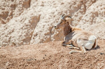 Wall Mural - Badlands desert bighorn sheep on slopes