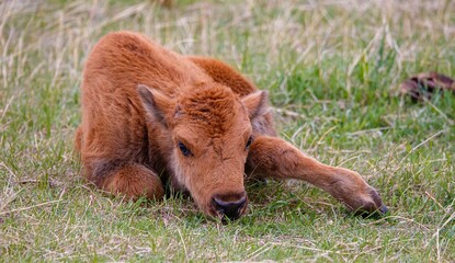 Sticker - American bison buffalo calf 