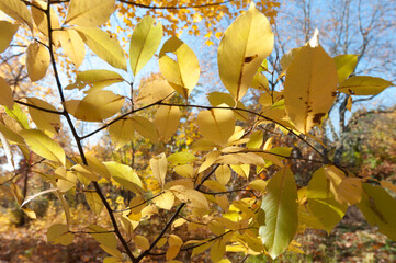 Wall Mural - yellow autumn leaves