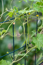 Tiny Green Squash Growing On Delicate Vines Supported On A Dark Green Wire Mesh
