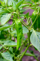 Green Pepper plant with ripe peppers growing in a kitchen garden, ready for harvest
