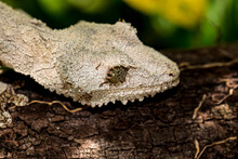 A Crocodile Gecko With Its Very Scaley, Bumpy Skin Found In Peyrieras Reserve, Madagascar.
