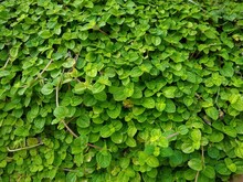 Pilea Nummulariifolia Or Creeping Charlie Plant In The Garden, Green Background