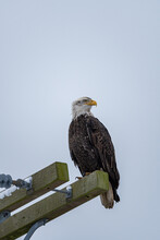 Close Up Of A Beautiful Bald Eagle Resting On The Side Of A Telephone Pole
