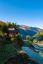 Rice Fields In Northern Thailand, Rice Farms In Thailand, Rice Paddies In The Mountains Of Northern Thailand Chiang Mai Doi Inthanon. 