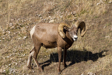 Wall Mural - full body bighorn ram with full curl