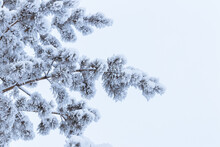 Winter Background - Fluffy Pine Branches Covered With Snow Against The Sky, Bottom View Up