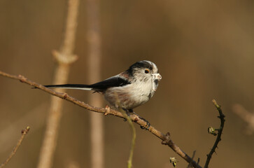 Wall Mural - A long-tailed Tit, Aegithalos caudatus, perched on a branch of a tree with nesting material in its beak.