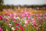 Fototapeta Natura - colorful cosmos flowers blooming in garden for bacground. blurred background