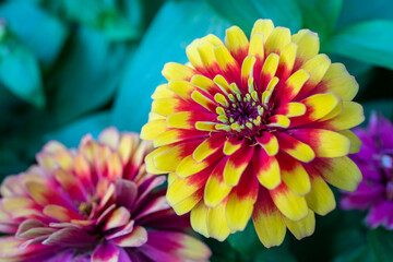 Wall Mural - Selective focused on Common Zinnia elegans flower or colorful pink and yellow flower in the garden.