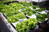 Fototapeta Kuchnia - Hydroponic organic vegetables salad garden cultivation at home garden